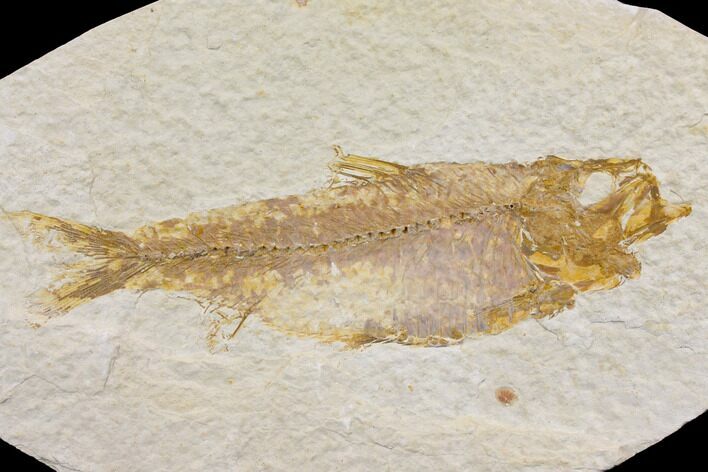 Fossil Fish (Knightia) - Wyoming #150638